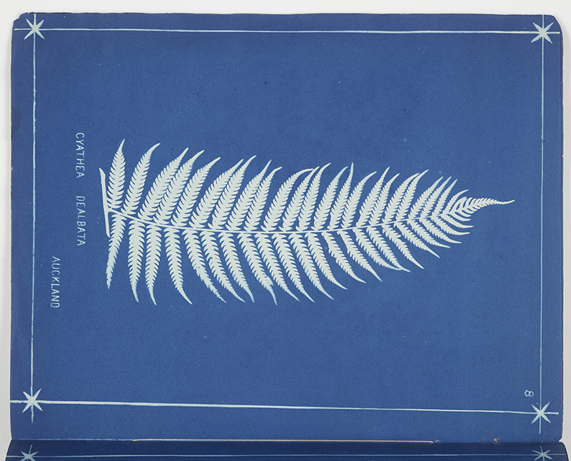 A white fern shape on a blue background