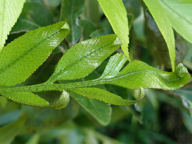 Close-up of a fern frond