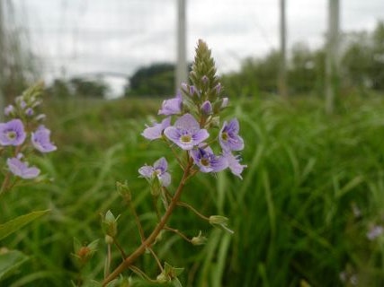 Veronica anagallis-aquatica (water speedwell). Photo by Leon Perrie. Te Papa (SP089473/A) A purple flowering plant low on the grassy ground