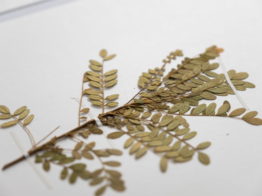Toromiro, 2020. Photo by Rachael Hockridge. Te Papa A close up photo of a pressed plant specimen