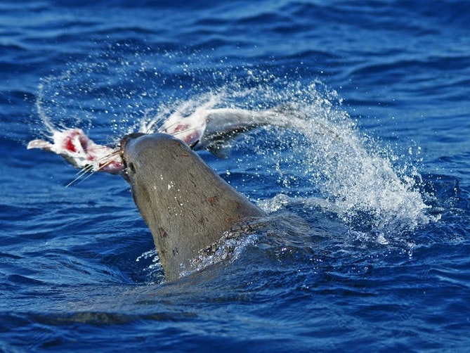 Australian ghostshark being eaten by an Australian fur seal. Photo by and courtesy of Vincent Antony A seal thrashing in the ocean with a ghostshark in its mouth