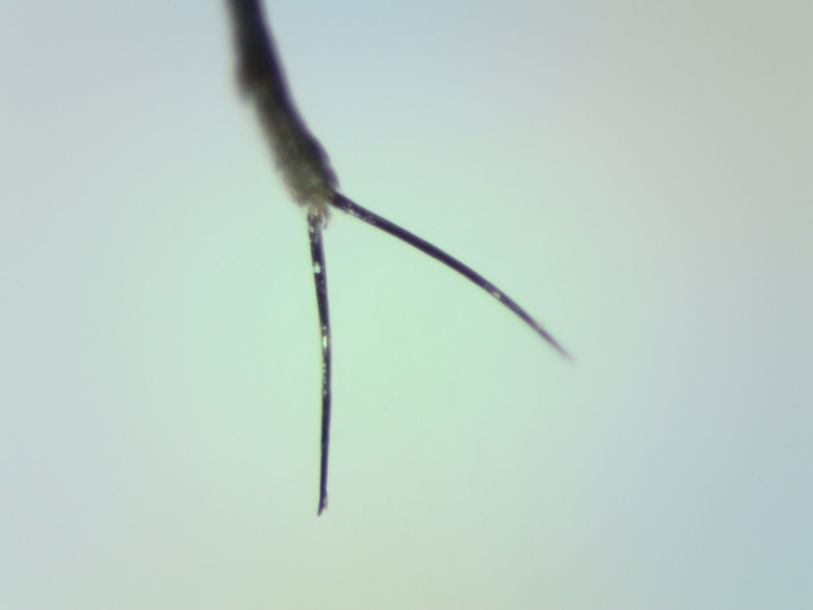 A two-pronged claw spreading downwards with a pale blue background