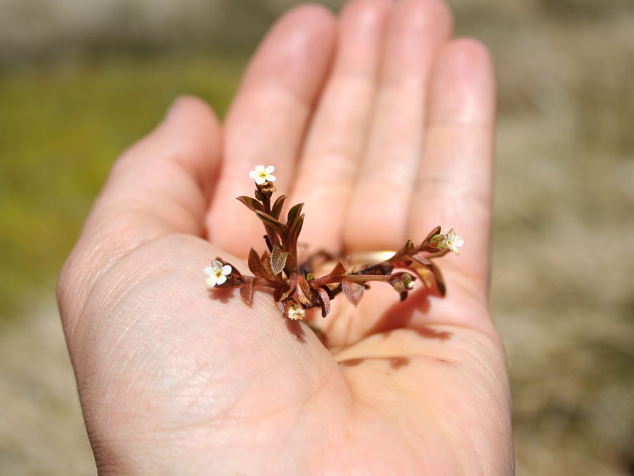 Myosotis bryonoma, 2016, Garvie Mountains, east of Lake Laura, New Zealand, 2016. CC BY-NC-ND 4.0. Te Papa (WELT SP104478) A hand holding small white flowers