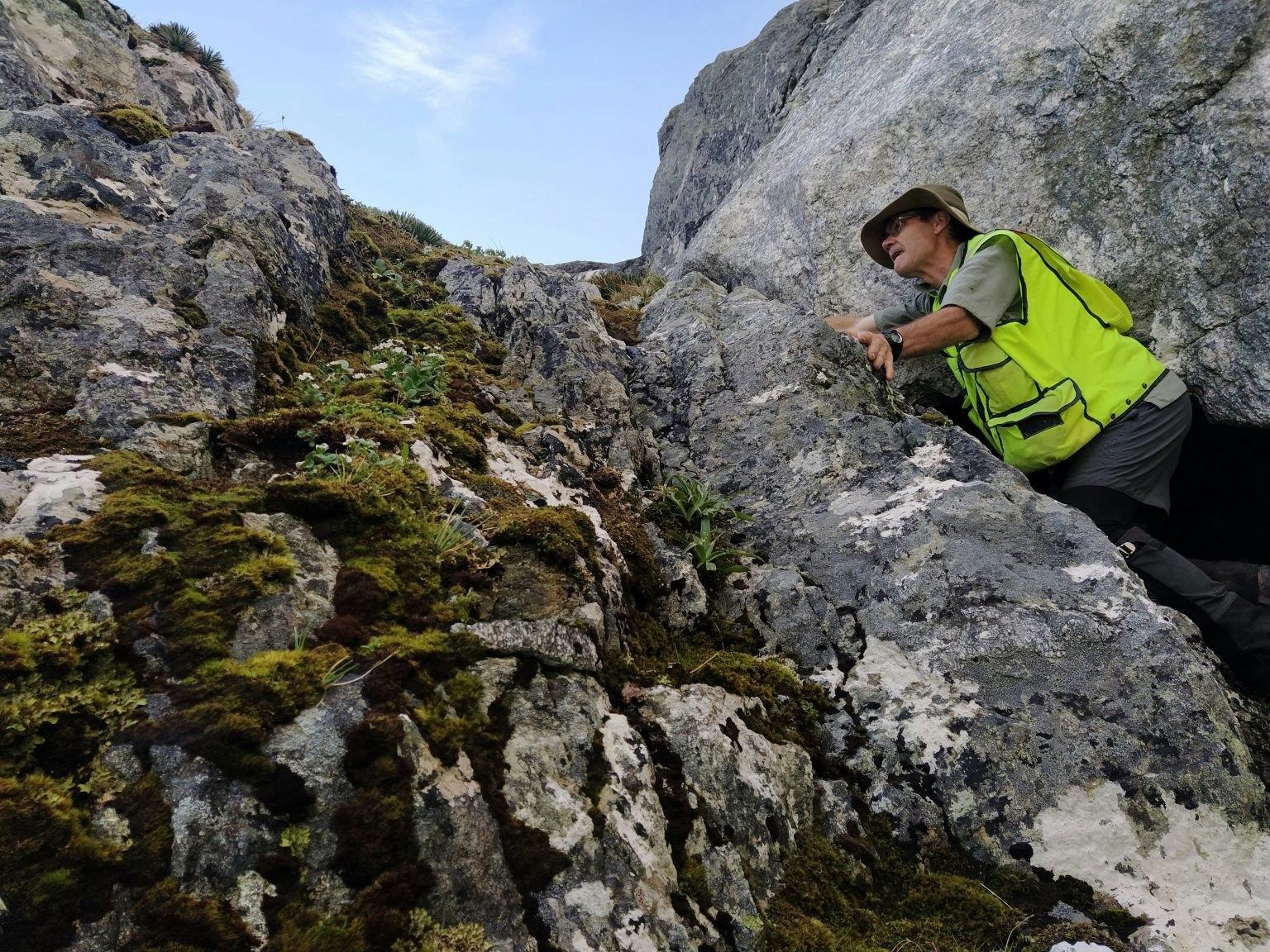 Surveying this population of Myosotis sp. “Fiordland” (SP108834) is Brian Rance, Department of Conservation, Feb 2020. Photo by Heidi Meudt. Te Papa A man in high-vis gear leaning on a mountain rock