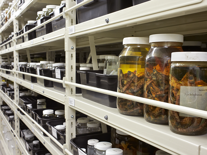 Lanternfish in jars on a shelf in the Fish Collection store at Te Papa. Photo by Jean-Claude Stahl, Te Papa Jars of fish on a long shelf with hundreds of fish in jars