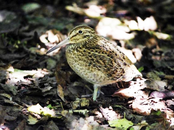 A juvenile Chatham Island snipe, Rangatira Island, March 2018. Photograph by Colin Miskelly a small bird standing on the forest floor