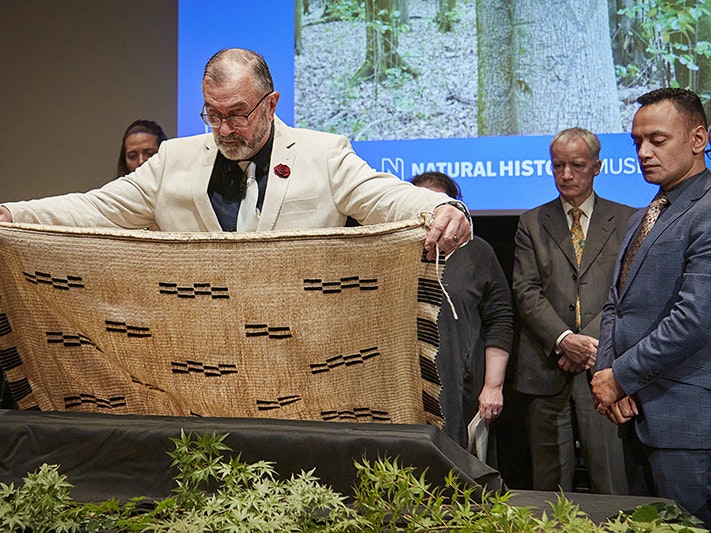 Maui Solomon covers some of the ancestral remains with a cloak of Moriori design © The Trustees of The Natural History Museum, London A man holds a cloak out over a cloth-covered box. There are several people standing in the background looking on.