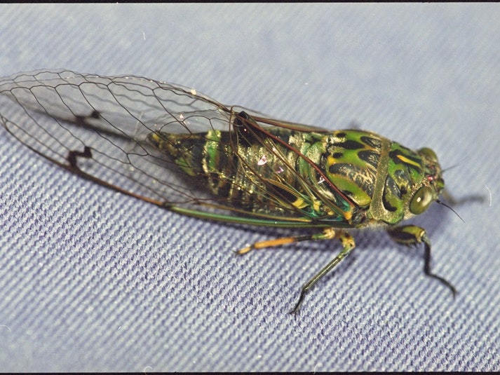 Image of a Amphipsalta zelandica close up of a cicada on a branch