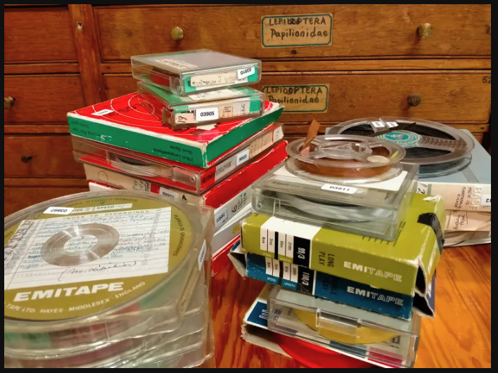 Audio tapes of cicada sounds recorded by Charles and Margaret Fleming. Photo by Julia Kasper. Te Papa Boxes of audio tapes to be digitised