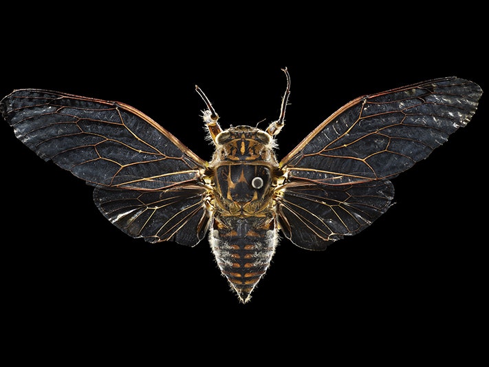 Kihikihi wawā, Amphipsalta cingulata (Fabricius, 1775), collected 29 December 1968, Waikanae Beach, New Zealand. CC BY 4.0. Te Papa (AI.000940) A top-down view of a cicada pinned on a black background.