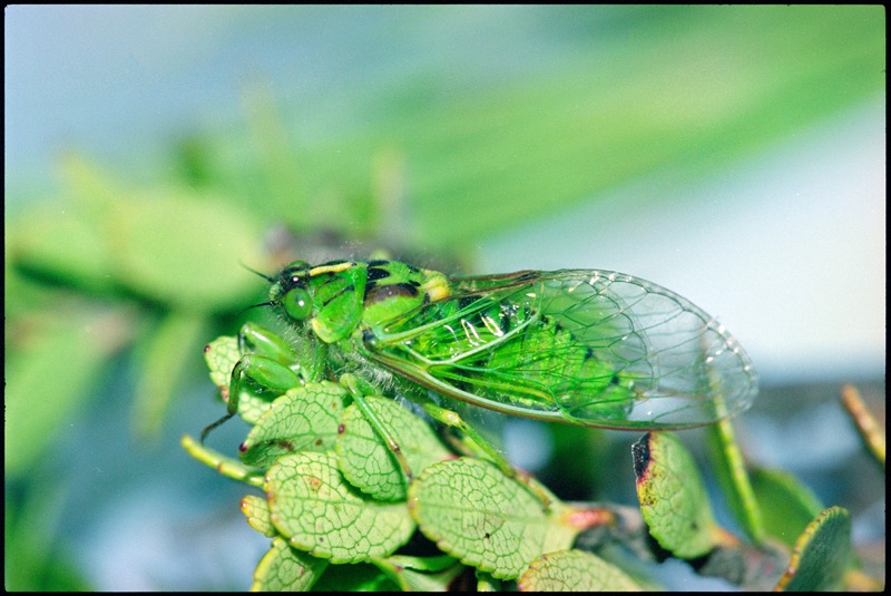 This small green clock cicada, which has black and yellow spots on its body, lies on a small-leaved plant in front of a blurred green and blue background. Its closed, transparent wings have a light green outline that makes the cicada appear disguised.