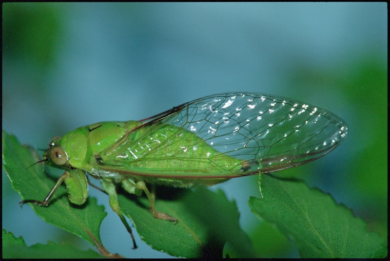 There is a small April green cicada sitting on a branch against a blurred blue background. The transparent wings have brown markings and the eyes are brown and green in colour.