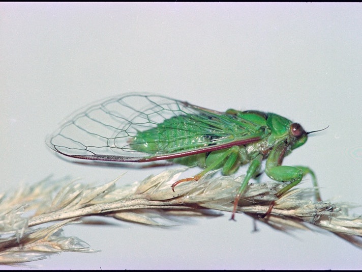 Peg’s cicada | Kikihia paxillulae. Photo by Melvin Esson. A cicada sitting on a branch.