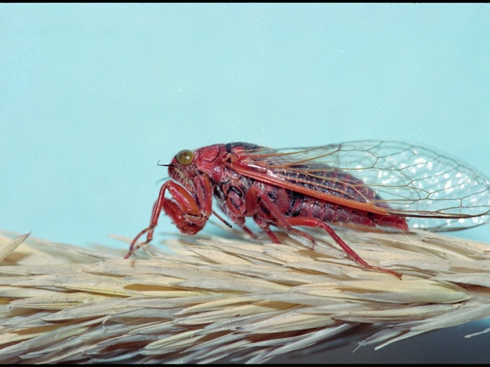 r_leptomera_14_2.jpeg r_leptomera_14_2.jpeg