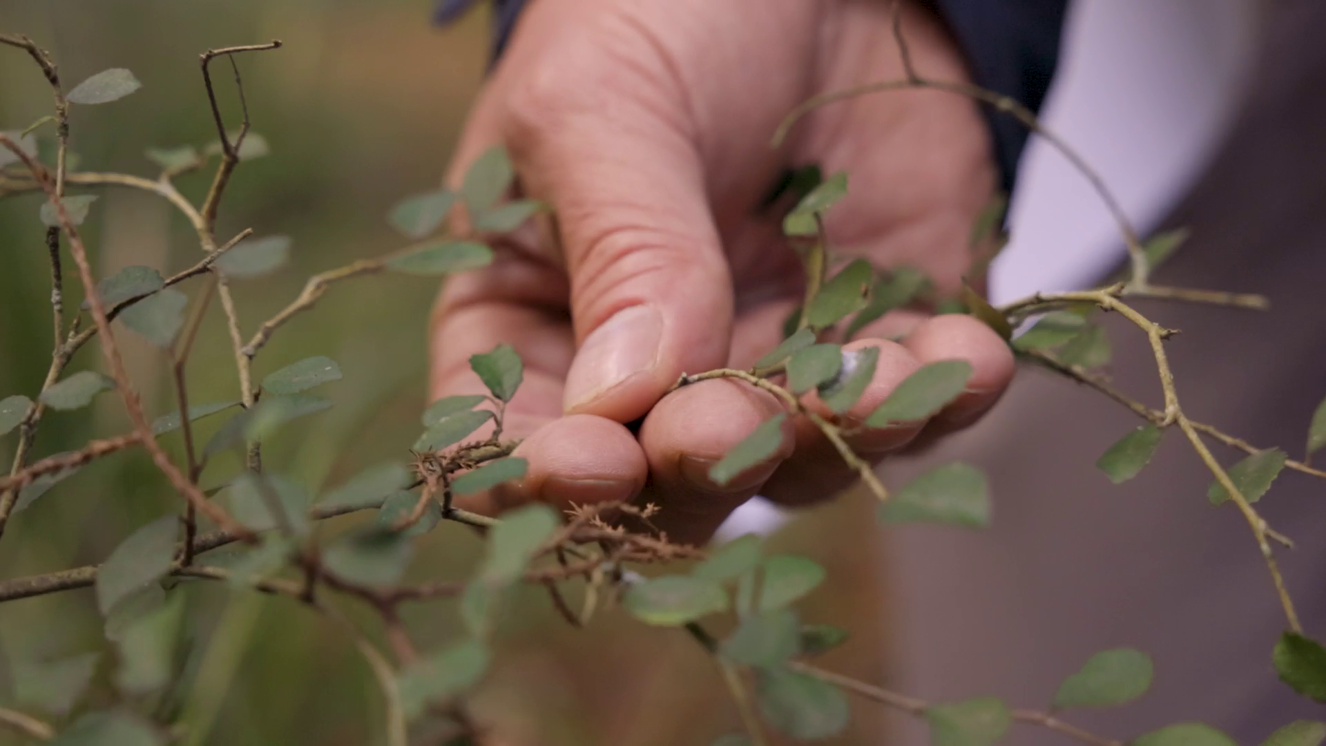 A hand holding a small part of a leafy tree