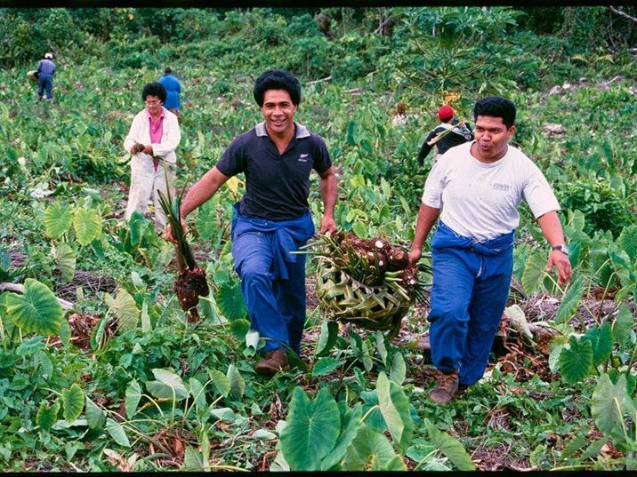 Harvesting talo for ear piercing ceremony, Niue, Glenn Jowitt, photographer, 1996. Gift of Glenn Jowitt Estate, 2015. Te Papa (E.007934) Men in a field harvesting a plant to eat. There are two men in the foreground carrying a basket between them