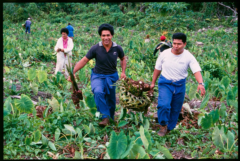 Men in a field harvesting a plant to eat. There are two men in the foreground carrying a basket between them