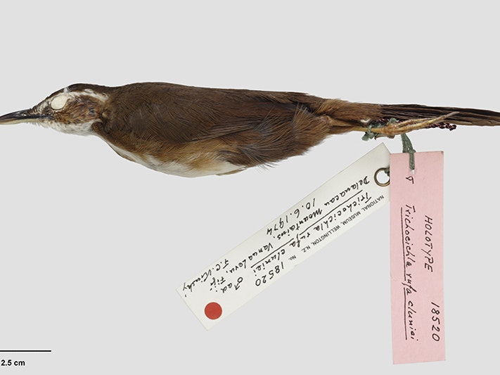 Long-legged Warbler, Trichocichla rufa cluniei, collected 10 June 1974, Nambauloa Creek area, Delanacau Mountain Range, Fiji. Field Collection 1949-1975. CC BY 4.0. Te Papa (OR.018520) A photo of a taxidermied bird on a white surface with museum tags attached to it