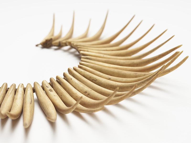 Wasekaseka (sperm whale tooth necklace), Fiji, maker unknown. Gift of RL Holmes, 1887. CC BY-NC-ND 4.0. Te Papa (FE003166) A part of a necklace made of long curved bone sitting on a white surface