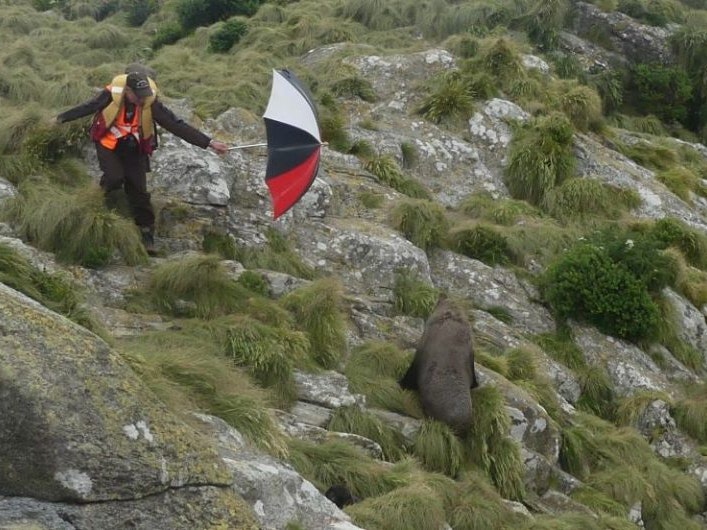 Colin Miskelly demonstrating use of the Seal Deterrent Device, 2019. Photo by Alan Tennyson. Te Papa A man holds an open umbrella out towards a seal on a rocky piece of land