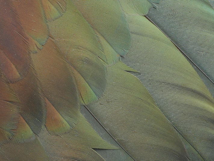 Kererū | New Zealand pigeon, Hemiphaga novaeseelandiae, collected no data, New Zealand. CC BY 4.0. Te Papa (OR.027057) Close up of a kererū wing, showing an iridescent display of colours, from red through orange to green and blue