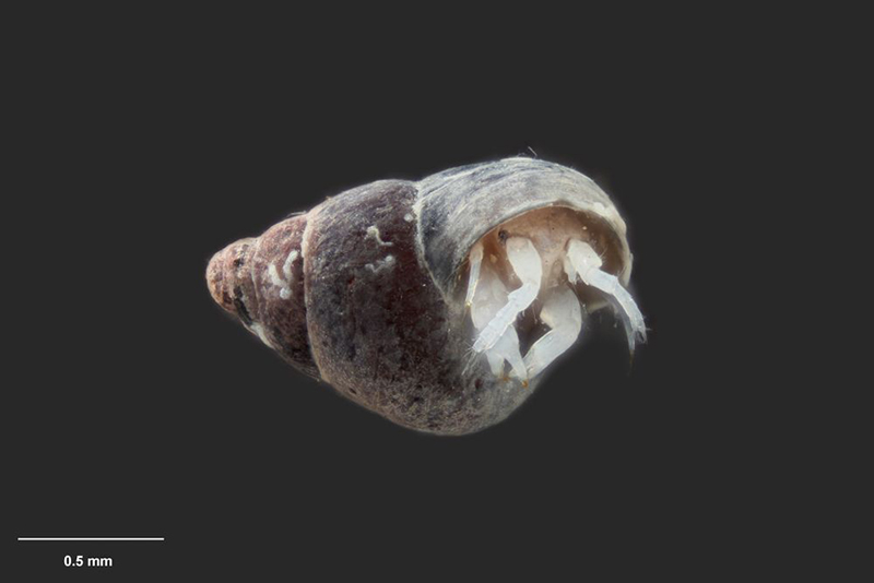 A closeup of an very small crustacean with a black background. It looks a bit like a walrus with two tusks.