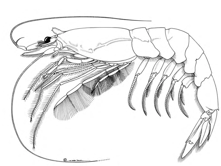 Superfamily SERGESTOIDEA: Sergia potens A black and white drawing of a crayfish from a journal article