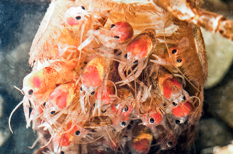 lots of tiny crayfish clinging onto the back of the parent