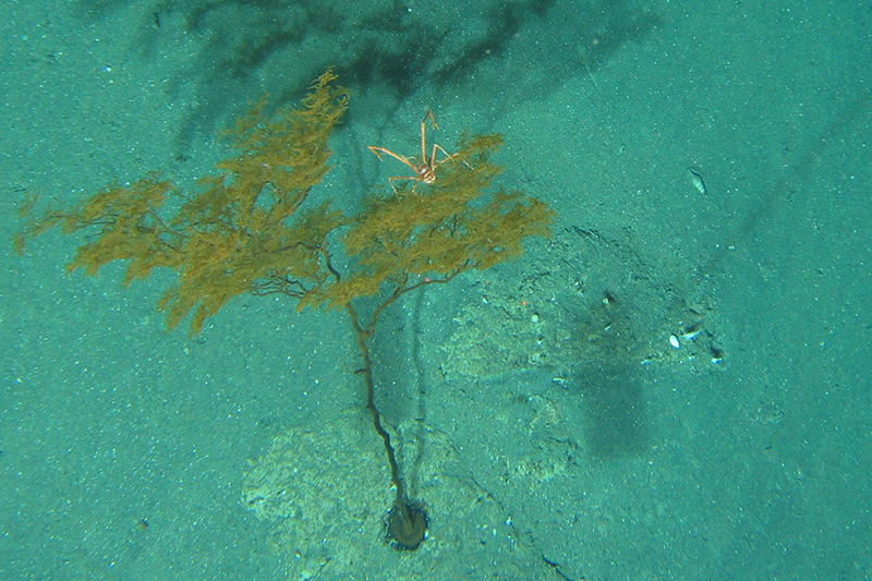 An undersea photo of a lobster near some coral.