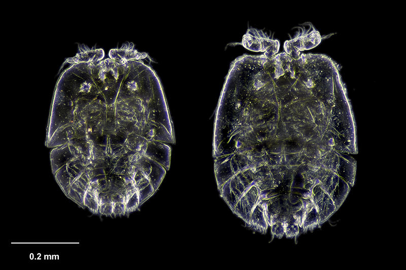 A microscope photo of two round creatures with tiny legs and antennae.