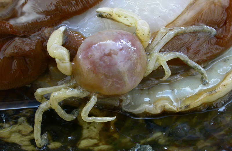 A tiny crab in an oyster shell with the oyster still in it.