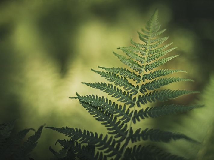 Fern, 2020. Photo by Marek Piwnicki / Unsplash Photo of a green fern in focus with out-of-focus bush behind