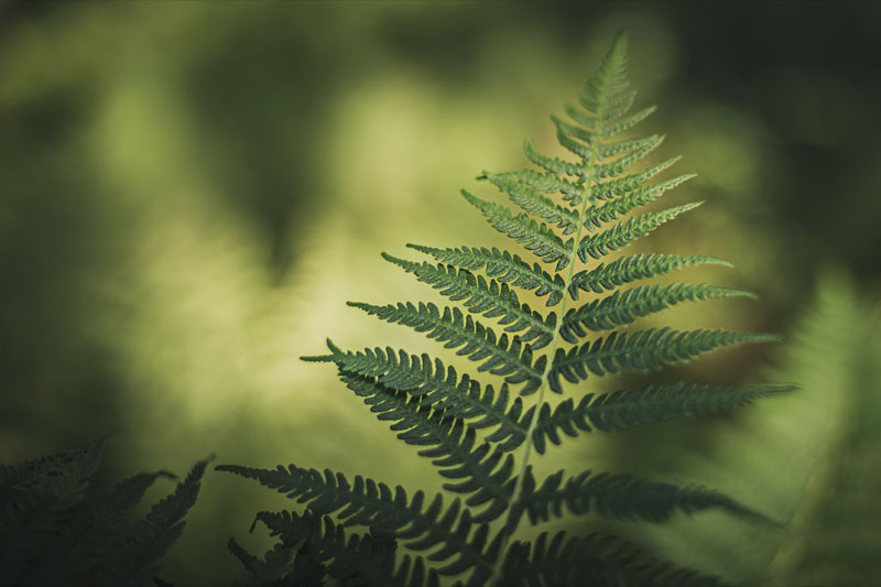 Photo of a green fern in focus with out-of-focus bush behind