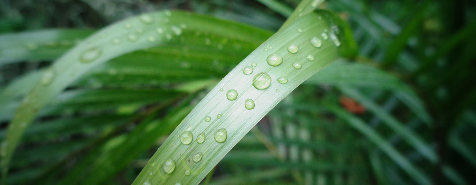 Close up of plant leaf with rain droplets on them