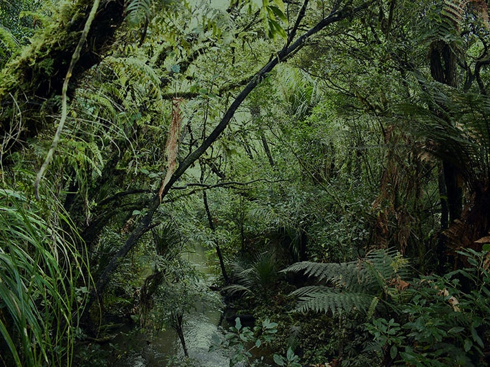 Waipoua Forest, Northland, 2020. Photo by Yathursan Gunaratnam / Unsplash Lush, dense green forest