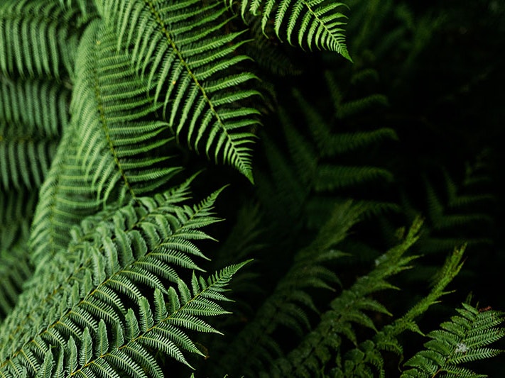 Fern, 2020. Photo by James Coleman via Unsplash Close up of green fern