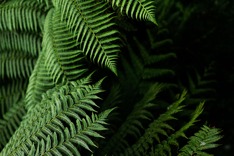 Close up of green fern