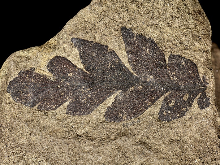 Ferns, collected 1930, Ohai, Wairaki Mine, New Zealand. 2022-2023. CC BY 4.0. Te Papa (SP119448) A fossil in a piece of rock that is a fern leaf.