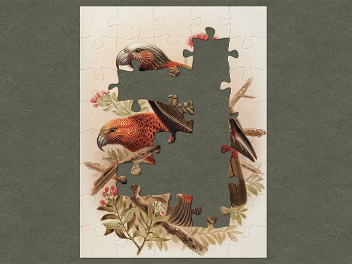 Kākā parrot (Nestor meridionalis) – plate 17 from the book A history of the birds of New Zealand Vol. 1, after Johannes Keulemans, 1888. Te Papa (RB001178/150a) Illustration of two vibrantly-orange and green kākā sitting on branches