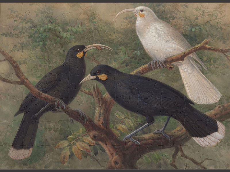Three huia (Heteralocha acutirostris), circa 1900, London, by Johannes Keulemans. Purchased 1993 with New Zealand Lottery Grants Board funds. Te Papa (1993-0029-6) Painting of three huia birds