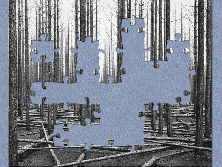 burnt_corsican_pine_jigsaw.png A black and white photograph of a pine forest with jigsaw shapes missing from it