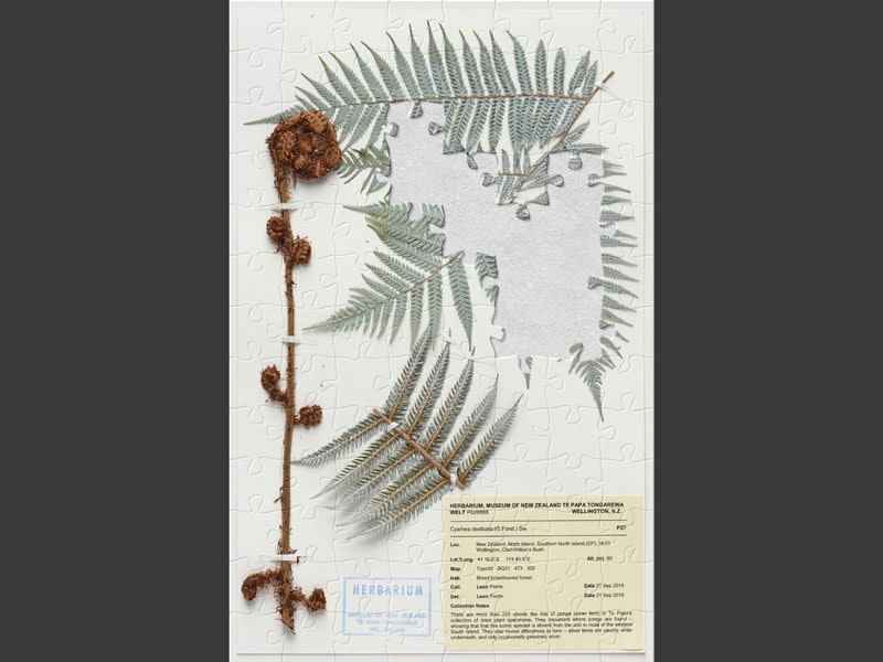 Silver fern, Cyathea dealbata (G.Forst.) Sw.. CC BY-NC-ND 4.0. Te Papa (P028868) Puzzle of a silver fern specimen attached to a piece of paper