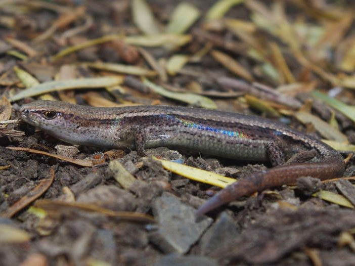 Skink - small lizard