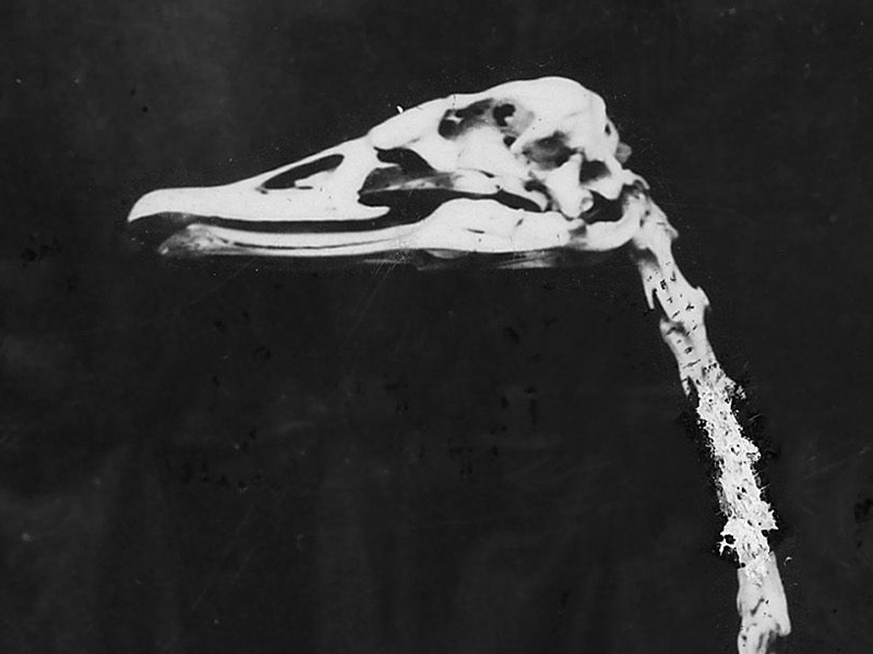 Swan skeleton