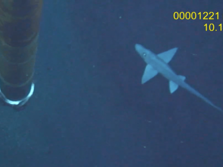 Photography of a ghost shark under water