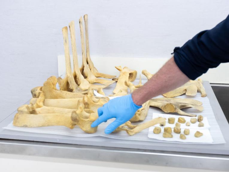 Gloved hand pointing at a table of whale bones