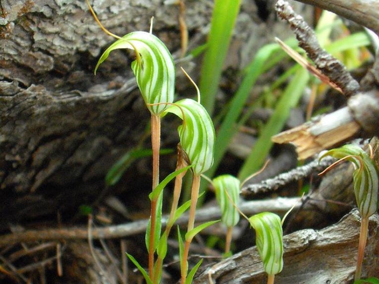 Green hood orchid (Pterostylis alobula). Photo by Carlos Lehnebach, Te Papa Four small green flowers at the base of a tree.