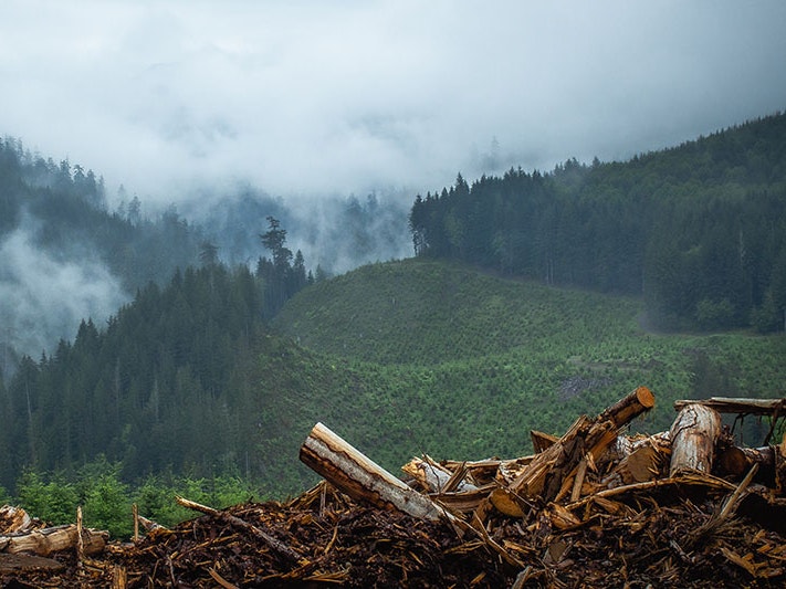 Forestry, 2020. Photo by Jonathan Lampel / Unsplash View of a pine forest shrouded in cloud. In the foreground of the photo is the remains of cut down trees, a mess of logs and debris
