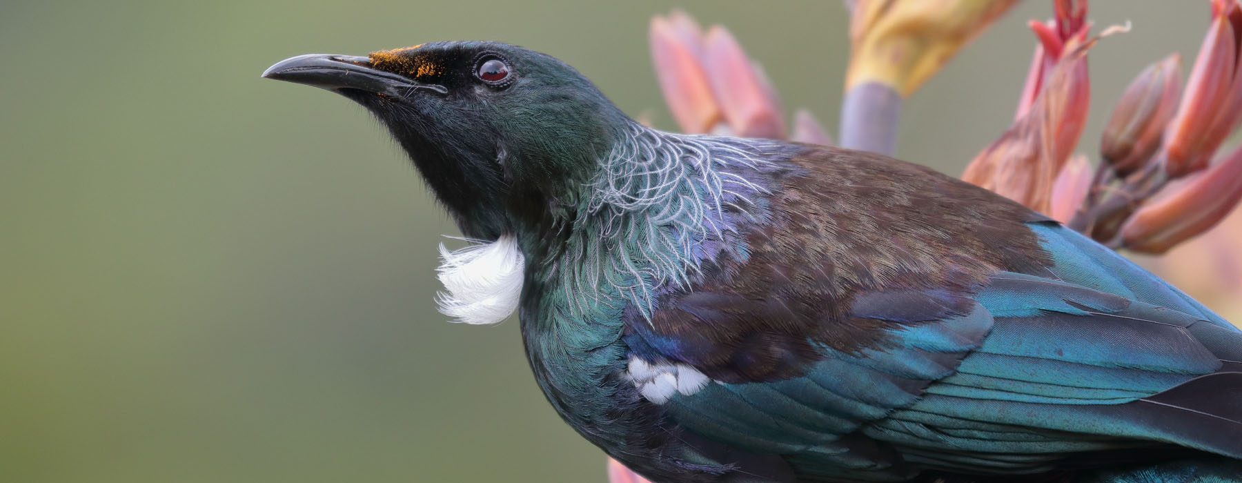 Tūī sitting on a harakeke flower