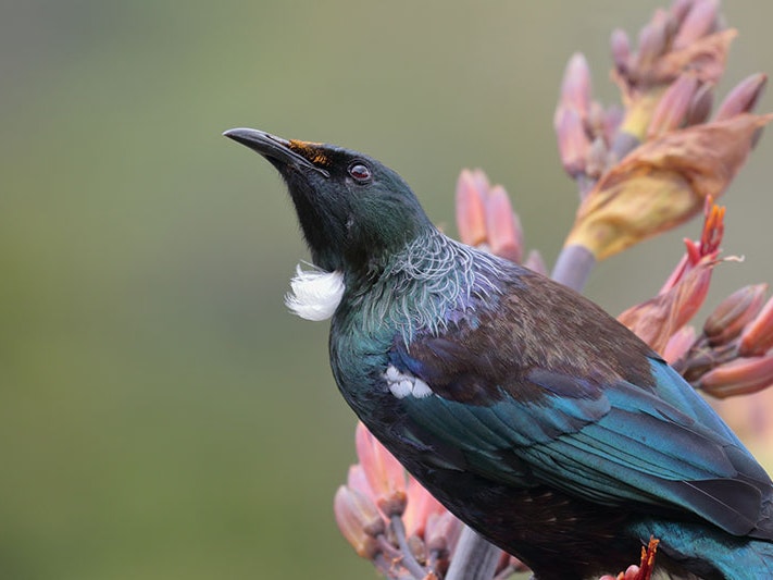 Tūī, 2018. Photo by Tony Stoddard / Unsplash Tūī sitting on a harakeke flower